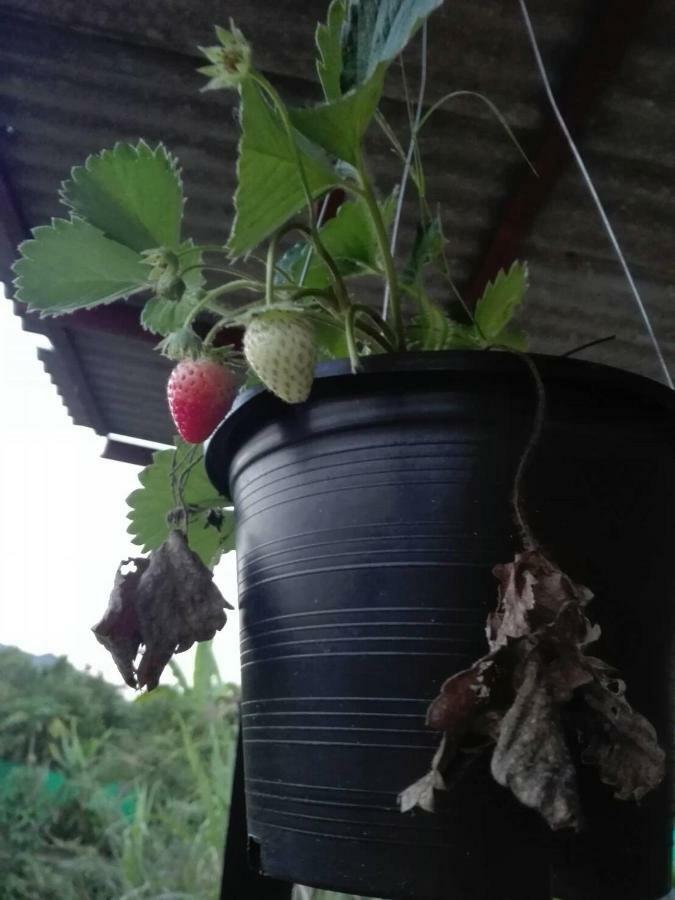 บ้านสวนปวิชญา เกษตรอินทรี Fang Eksteriør billede