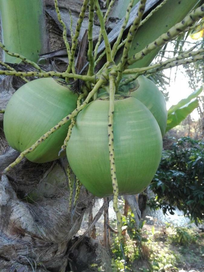 บ้านสวนปวิชญา เกษตรอินทรี Fang Eksteriør billede